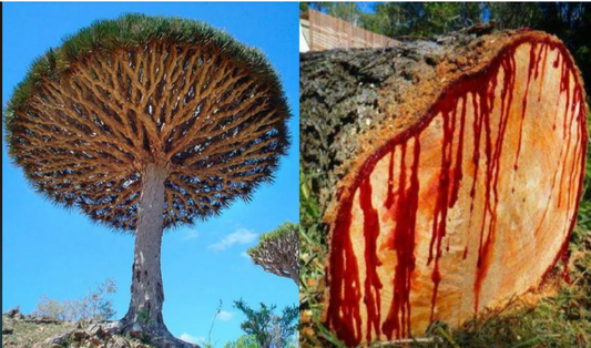 Dragons blood tree and resin