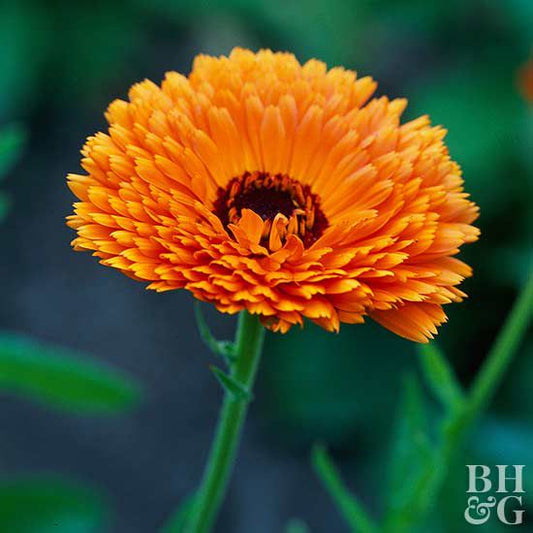 The Golden Healing Herb for Skin